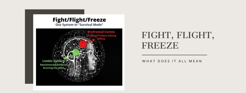Fight, flight, freeze – what does it all mean?