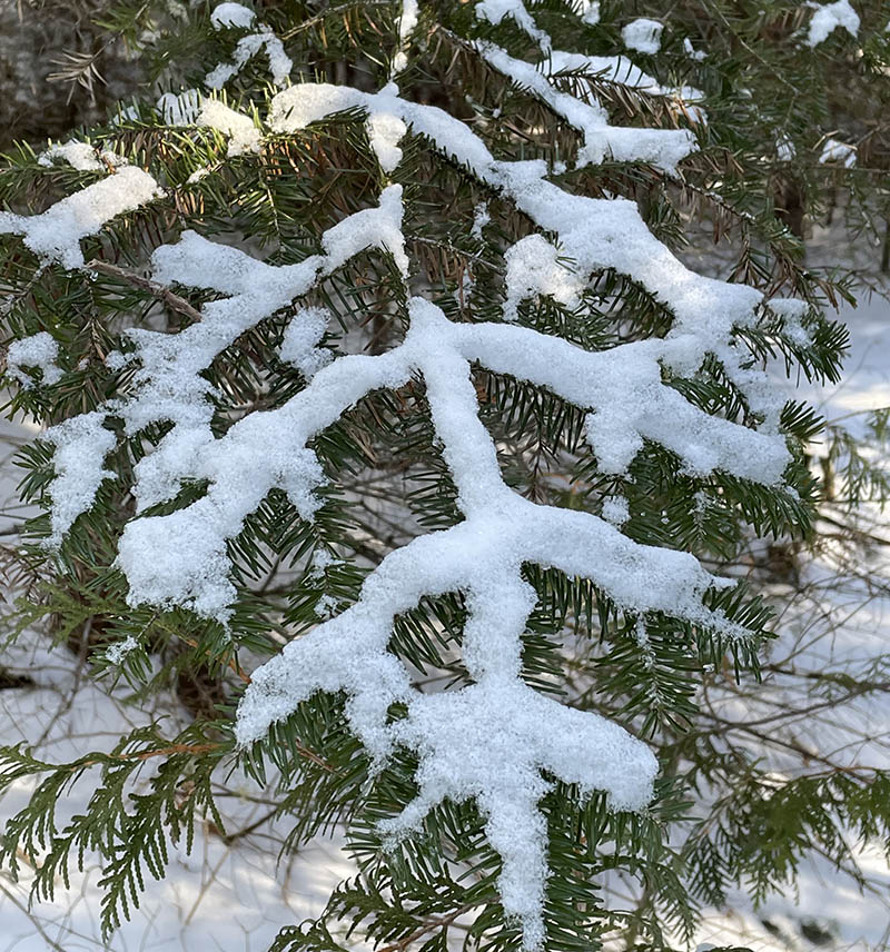 Evergreen branch covered with fresh snow