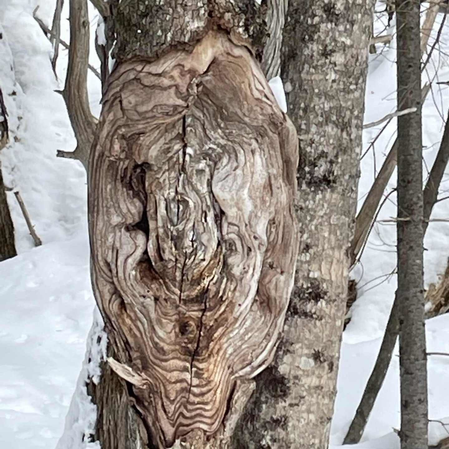A tree trunk with an interesting burl found in Gatineau, Quebec on the Jack Pine Trail